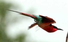 image of bee_eater