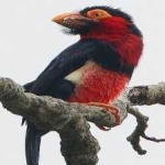 image of bearded_barbet #0