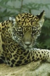 image of jaguar_car