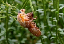 image of cicada