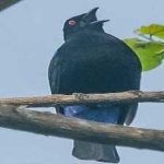 image of bird