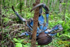 image of crab