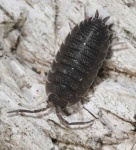 image of isopod