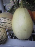 image of spaghetti_squash