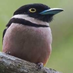 image of bird
