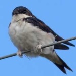 image of bird