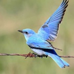 image of bluebird