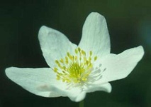 image of flower