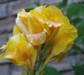 image of flower