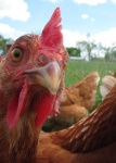 image of animal