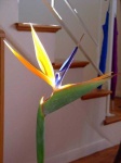 image of bird_of_paradise_flower