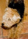 image of lakeland_terrier