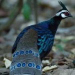 image of bornean_pheasant #11