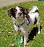 image of papillon