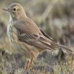 image of american_pipit #18