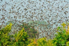 image of animal_migration