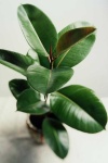 image of house_plant