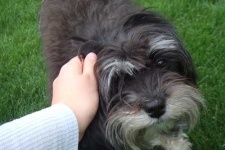 image of animal