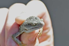 image of alligator_lizard
