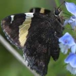 image of animal
