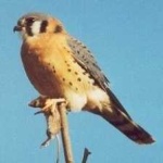 image of bird