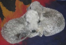 image of bedlington_terrier