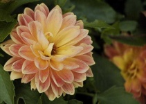 image of flower