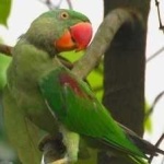 image of bird