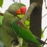 image of alexandrine_parakeet #17