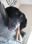 image of black_and_tan_coonhound #4