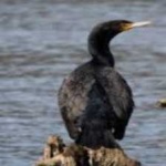 image of bird