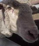 image of animal