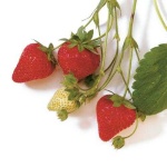 image of strawberry #9