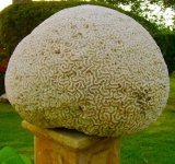 image of brain_coral
