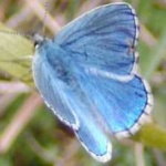 image of animal