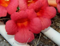 image of flower
