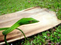 image of vine_snake