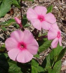 image of flower
