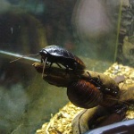image of cockroach