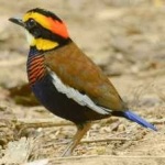 image of bird
