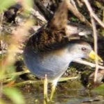 image of bird