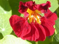 image of flower