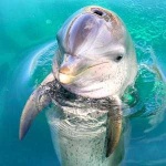 image of animal