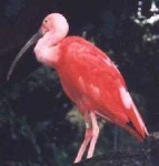 image of ibis