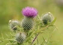 image of spear_thistle #44