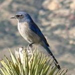 image of bird