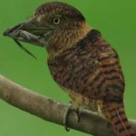 image of bird
