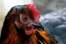 image of cock