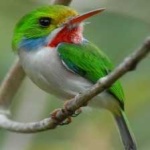 image of bird