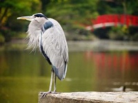 image of heron